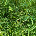 Zlatý bambus (Phyllostachys) ´AUREA´ - výška 150-175 cm, kont. C10L (–18 °C)